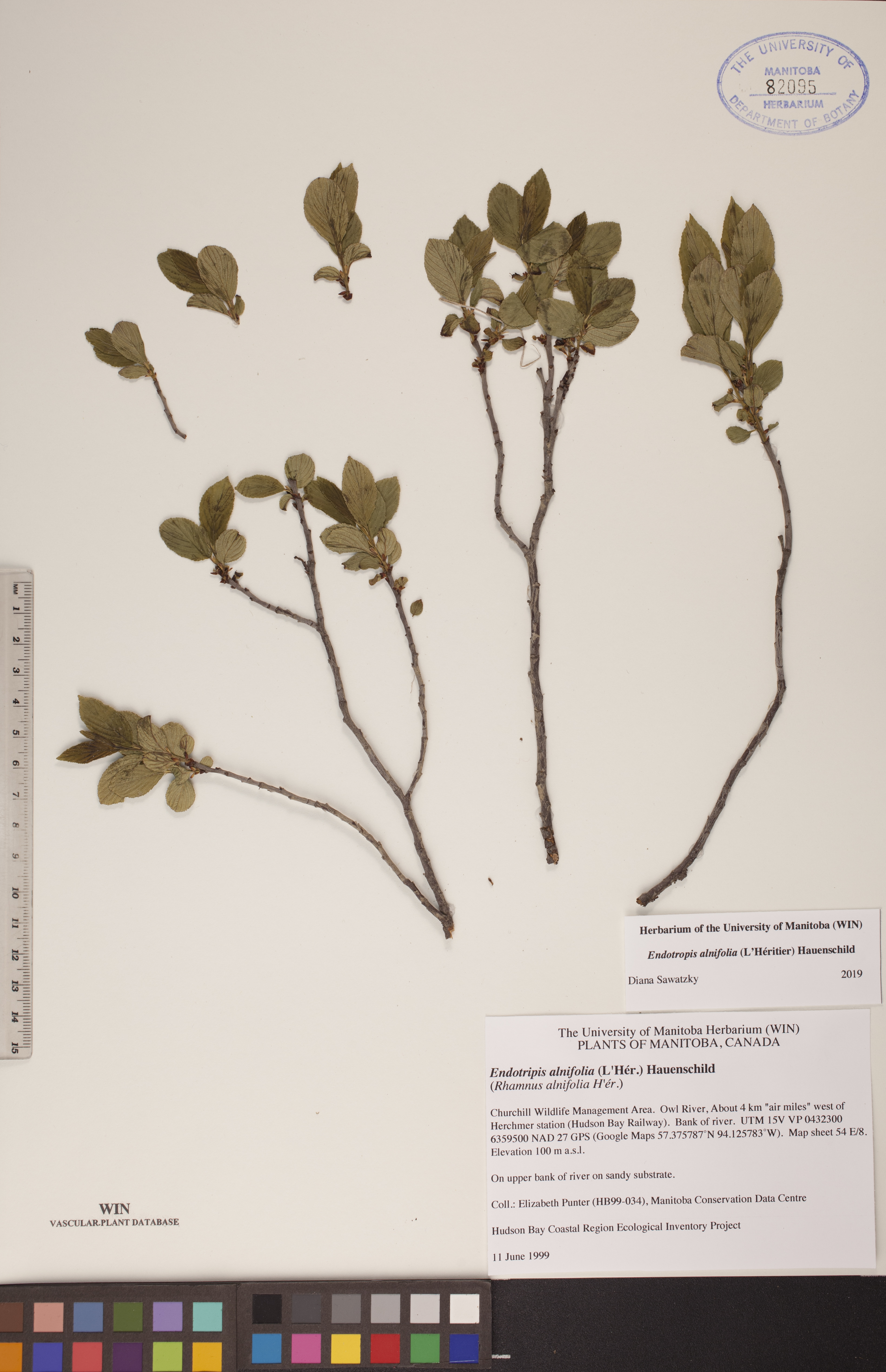 Endotropis alnifolia image